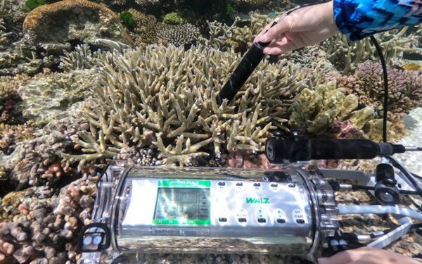 W001 Walz DIVING-PAM-II Underwater Fluorometer with Miniature Spectrometer - Image 4