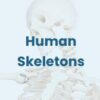 AW01 Anatomy Warehouse Anatomical Models - Image 20