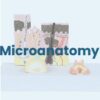 AW01 Anatomy Warehouse Anatomical Models - Image 4