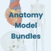 AW01 Anatomy Warehouse Anatomical Models - Image 3