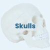 AW01 Anatomy Warehouse Anatomical Models - Image 19