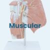AW01 Anatomy Warehouse Anatomical Models - Image 17