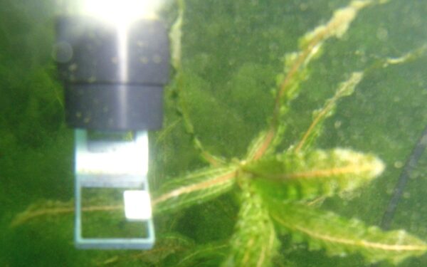 W012 Walz MONITORING-PAM Fluorometer for Long-term Monitoring of Photosynthesis - Image 5